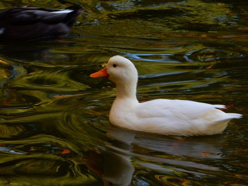 Witte eend