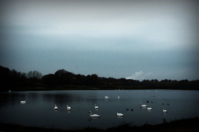 Swanlake von Jenny de Groot