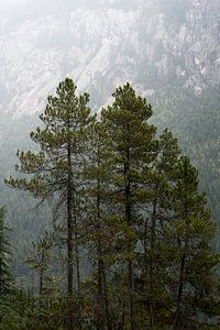 Trees and Mountains van Remco van Adrichem