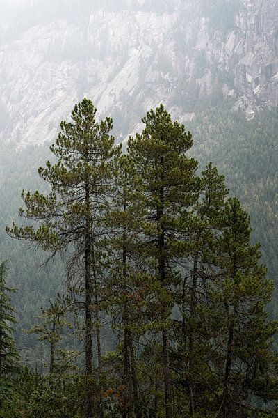 Bäume und Berge von Remco van Adrichem