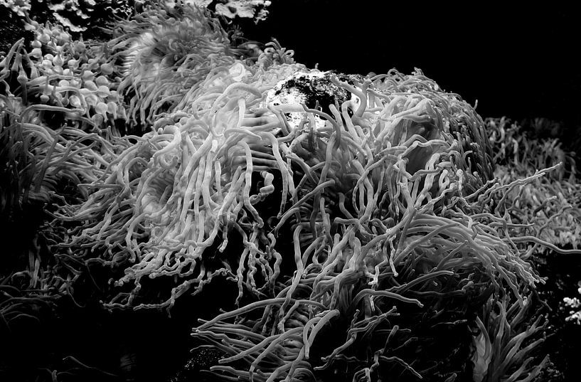 Coral in black and white by Jose Lok
