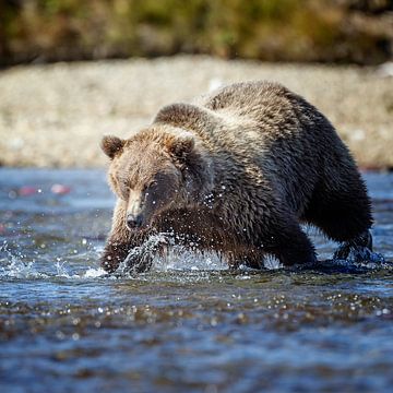 Grizzly beer 