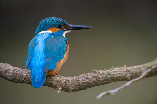 IJsvogel