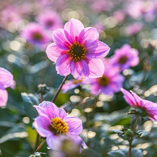 Flowers in backlight
