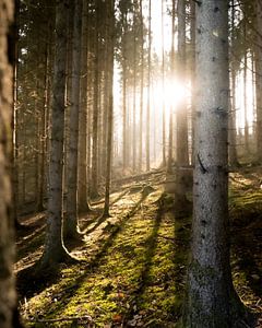 Lichtblick von Joris Machholz