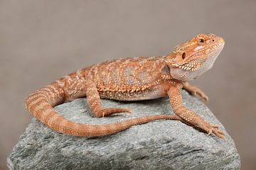 Baardagame (Pogona vitticeps) van Ronald Pol