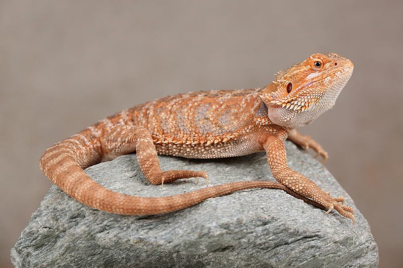 Bartagame (Pogona vitticeps) von Ronald Pol