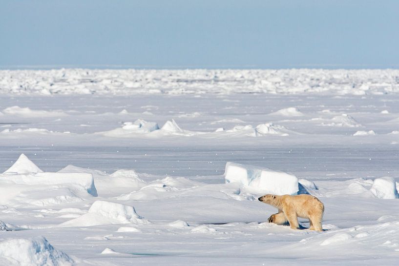 Eisbär im Schnee von AGAMI Photo Agency