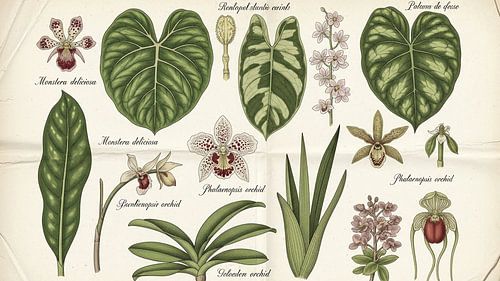 Vintage Botanical Study - Monstera and Orchids