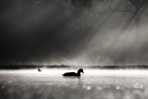 Eend in de lichtstralen