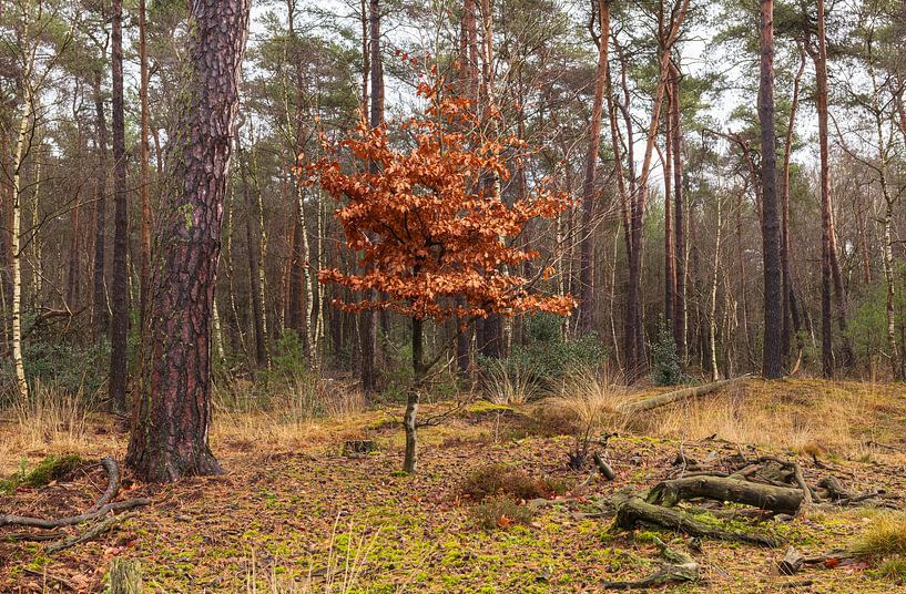 Velhorst estate - Lochem (Netherlands) by Marcel Kerdijk