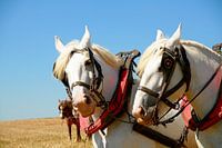 Werkpaarden - Working horses