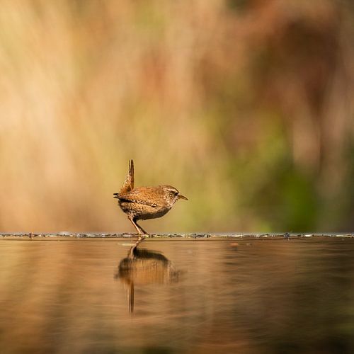 Wren