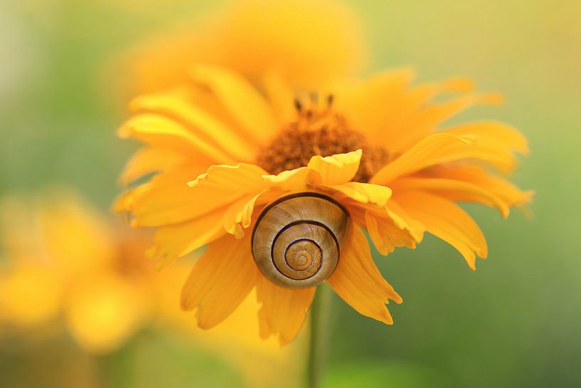 la flore et la faune par Bernhard Kaiser