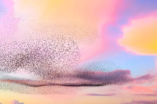 Spreeuwen wolk tijdens zonsondergang aan het eind van de dag