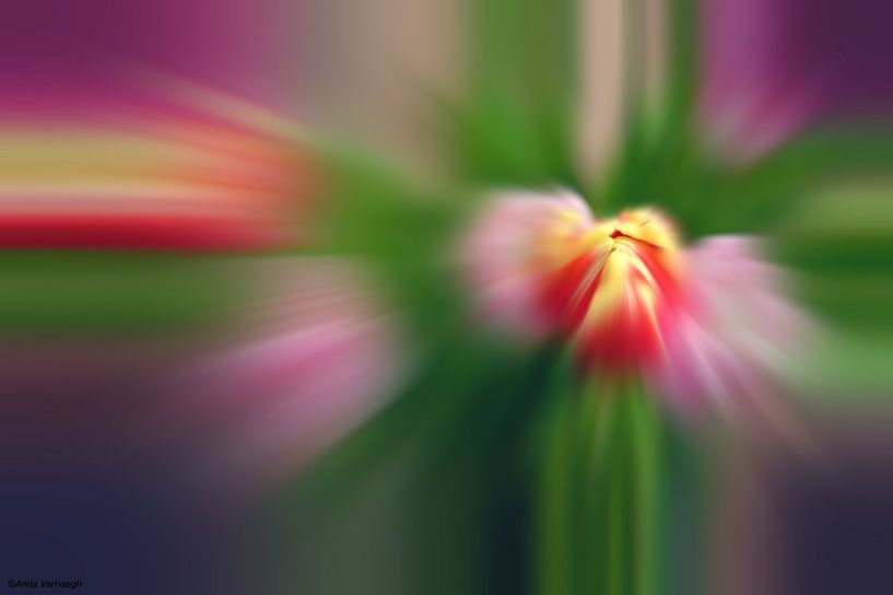 tulipes créatives par Anita Verhaegh