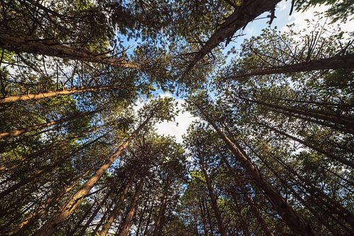 Dennenbos in Nationaal Park Schiermonnikoog