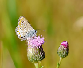 Le bleu d'Icare sur Ilse zoomt in.