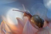 Snail fun in Dahlias