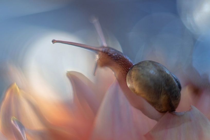 Snail fun in Dahlias by Marjo Snellenburg