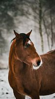 Wild horse in the Plankken wambuis