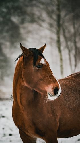 Wildpferd in den Planken wambuis