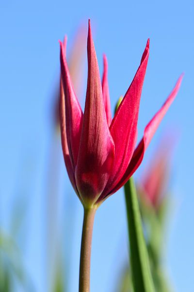 Rode bloem van een tulp van Gerard de Zwaan