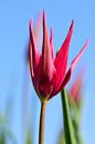 Rode bloem van een tulp van Gerard de Zwaan thumbnail