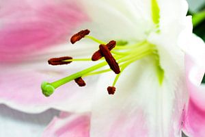 Lily