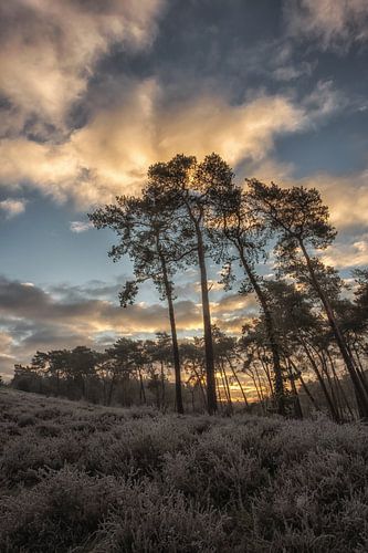 Zonsopkomst bij de Overasseltse en Hatertse Vennen