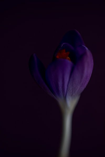 Lila Töne im Frühling, der Frühling ist angesagt. von Jolanda de Jong-Jansen