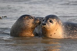 Two seal pups near Schiermonnikoog by Meike Padding