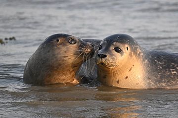 Zwei Seehundwelpen bei Schiermonnikoog von Meike Padding