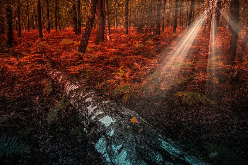 Fern field by peterheinspictures