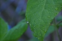Regen druppels