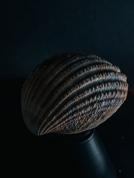 Seashell 7 van Nancy Overgaauw