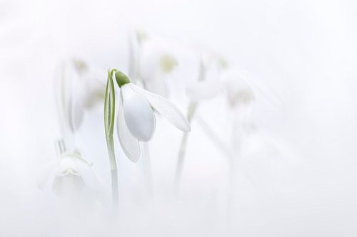 Natural Snowdrops