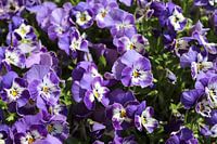 Purlple violins