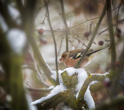 Vink in besneeuwde appelboom