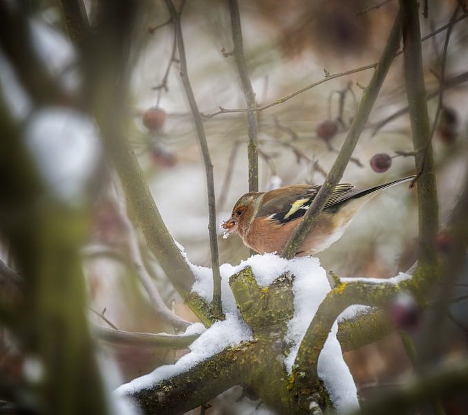 Buchfink in schneebedecktem Apfelbaum von ManfredFotos