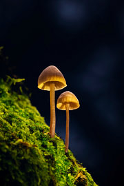 Des champignons lumineux dignes d'un conte de fées sur la mousse verte de la forêt sur Natalia Gebauer Studio