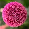 Mooie ronde Dahlia op een vierkant doek van Peter Apers