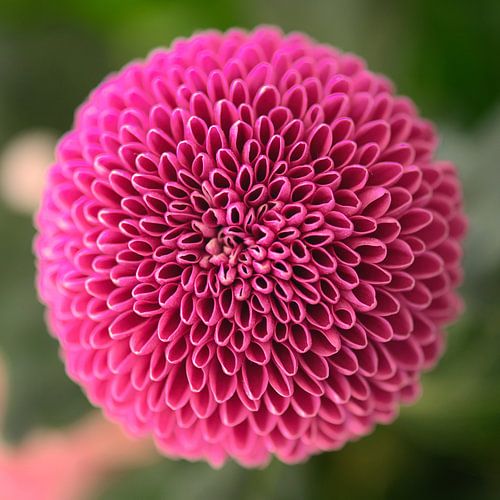 Beautiful round Dahlia on a square canvas by Peter Apers