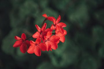 Rode bloemen met groene achtergrond op Grieks eiland | Reisfotografie fine art foto print| Griekenla van Sanne Dost