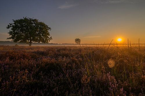 Bloeiende Bussummerheide bij zonsopkomst
