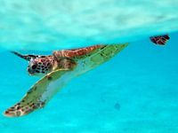 Beautiful Sea Turtle Close up.