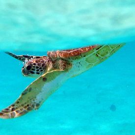 Beautiful Sea Turtle Close up. by Silvia Weenink