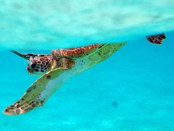 Beautiful Sea Turtle Close up. sur Silvia Weenink
