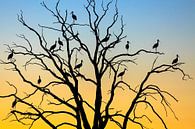 Ooievaars (Ciconia ciconia) in een boom bij zonsondergang, Losser, Overijssel van Nature in Stock thumbnail