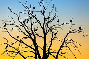 Cigognes (Ciconia ciconia ciconia) dans un arbre au coucher du soleil, Losser, Overijssel sur Nature in Stock